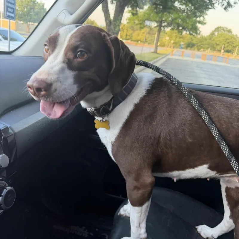 An adult medium-sized female Brown / Chocolate Beagle dog named Kona for adoption in Alexandria, VA