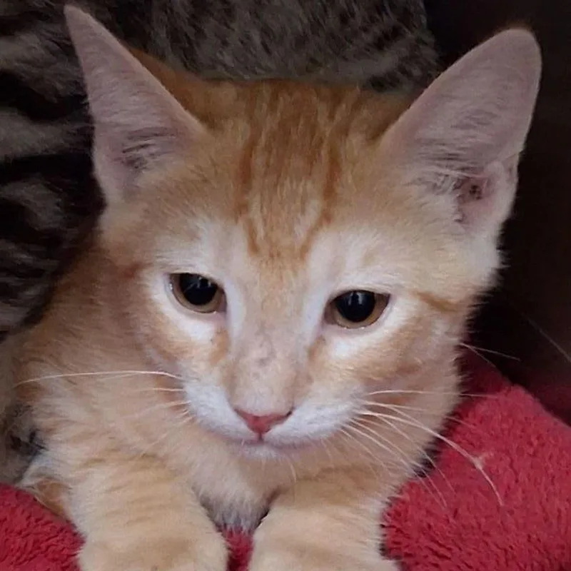 A young small-sized male Domestic Short Hair cat named Danny for adoption in Lake Havasu City, AZ