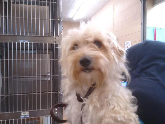 A young small-sized male Terrier dog named A for adoption in Chula Vista, CA