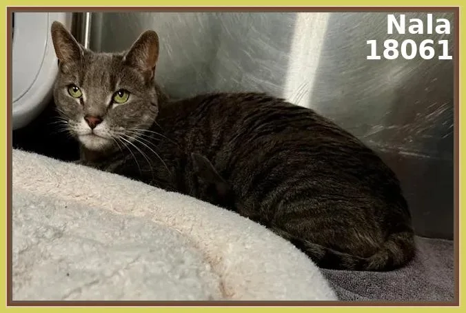 An adult medium-sized female Tabby (Gray / Blue / Silver) Domestic Short Hair cat named Nala for adoption in Marietta, GA