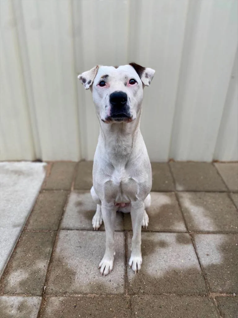 A young medium-sized female Mixed Breed dog named Angelina for adoption in Muskegon, MI