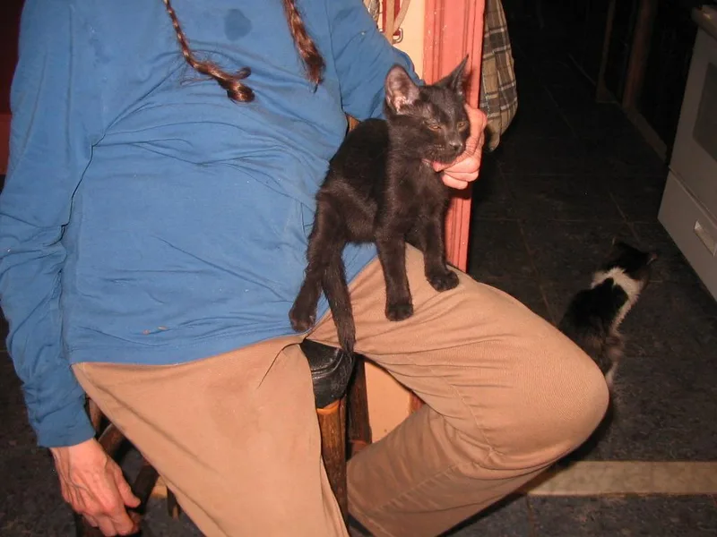 A baby medium-sized female Domestic Short Hair cat named Sundown for adoption in Brooklyn, NY