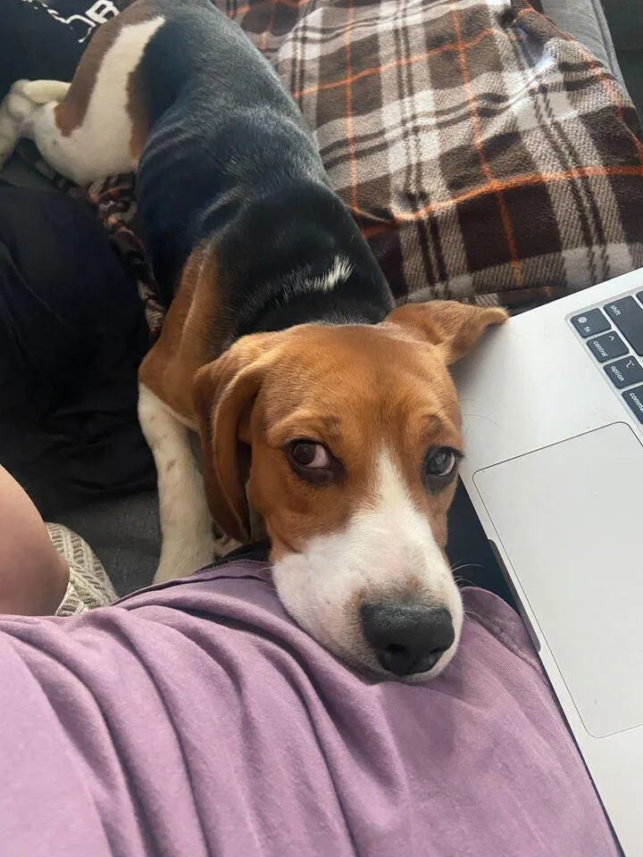 A young small-sized male Brown / Chocolate Beagle dog named Nigel for adoption in New York, NY