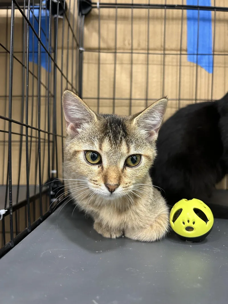 A young medium-sized female Tabby (Buff / Tan / Fawn) Domestic Short Hair cat named Raspberry for adoption in Columbia, SC