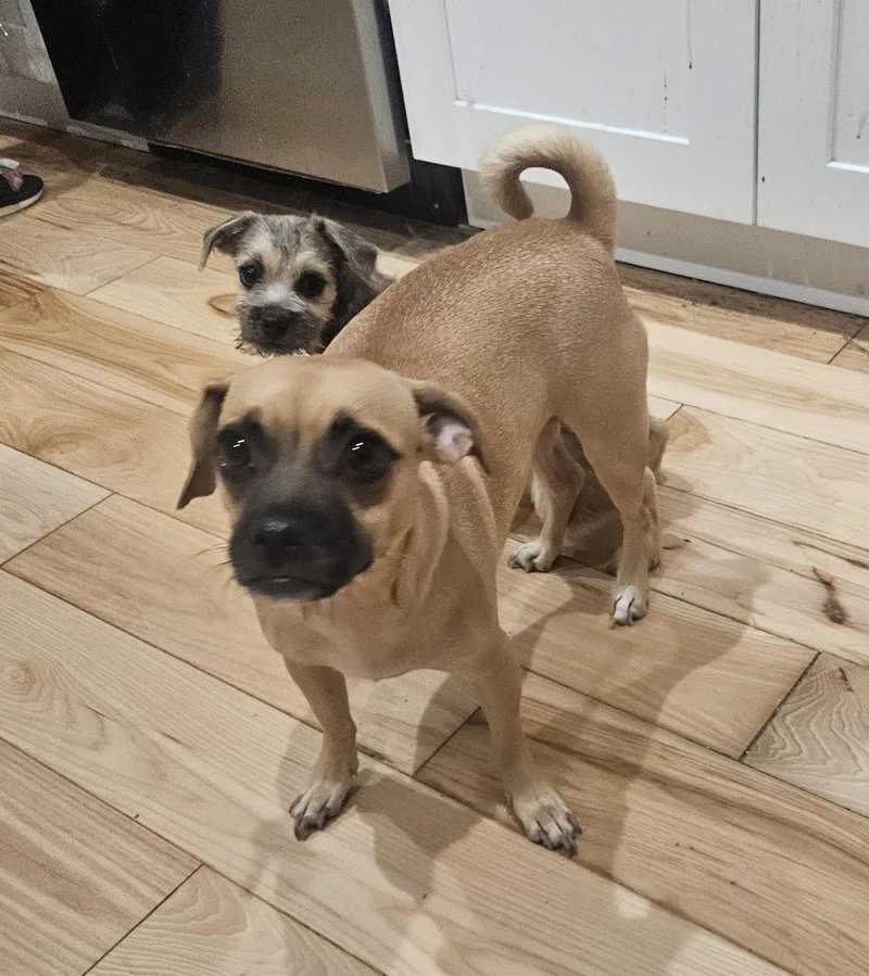 A young small-sized female Pug dog named Winnie for adoption in Sharon, CT