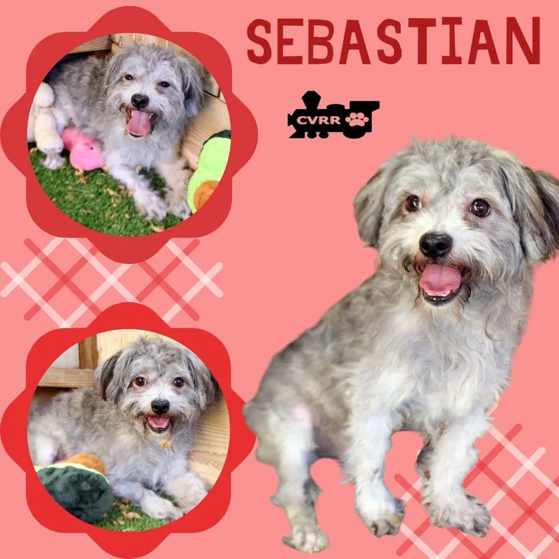 An adult small-sized male Silky Terrier dog named Sebastian for adoption in LINDSAY, CA
