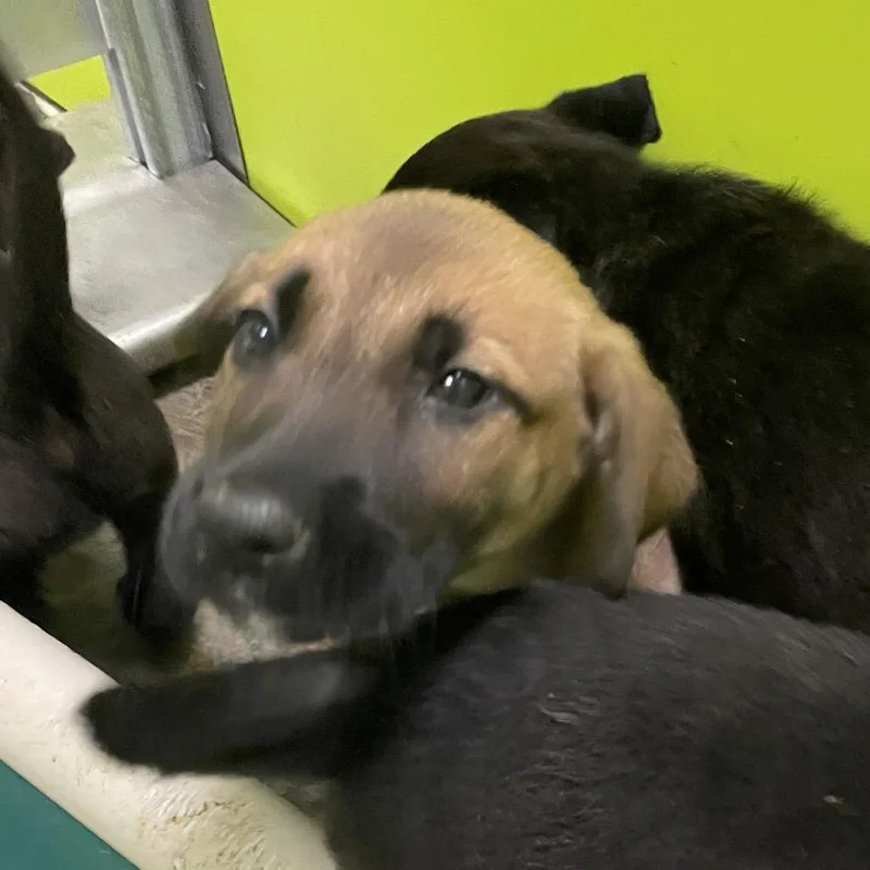 A baby small-sized female Brown / Chocolate Shepherd dog named Glinda for adoption in Spokane, WA