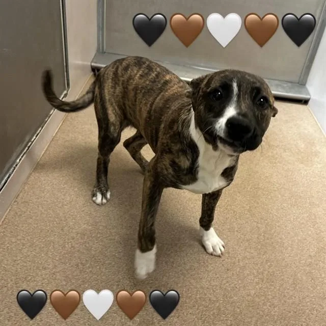 A young medium-sized female Brindle Pit Bull Terrier dog named Marie for adoption in Hollister, CA