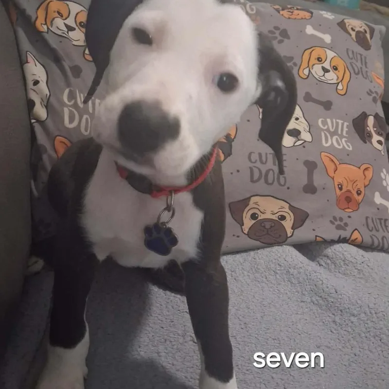 A baby medium-sized male Black Mixed Breed dog named Seven for adoption in Lima, OH