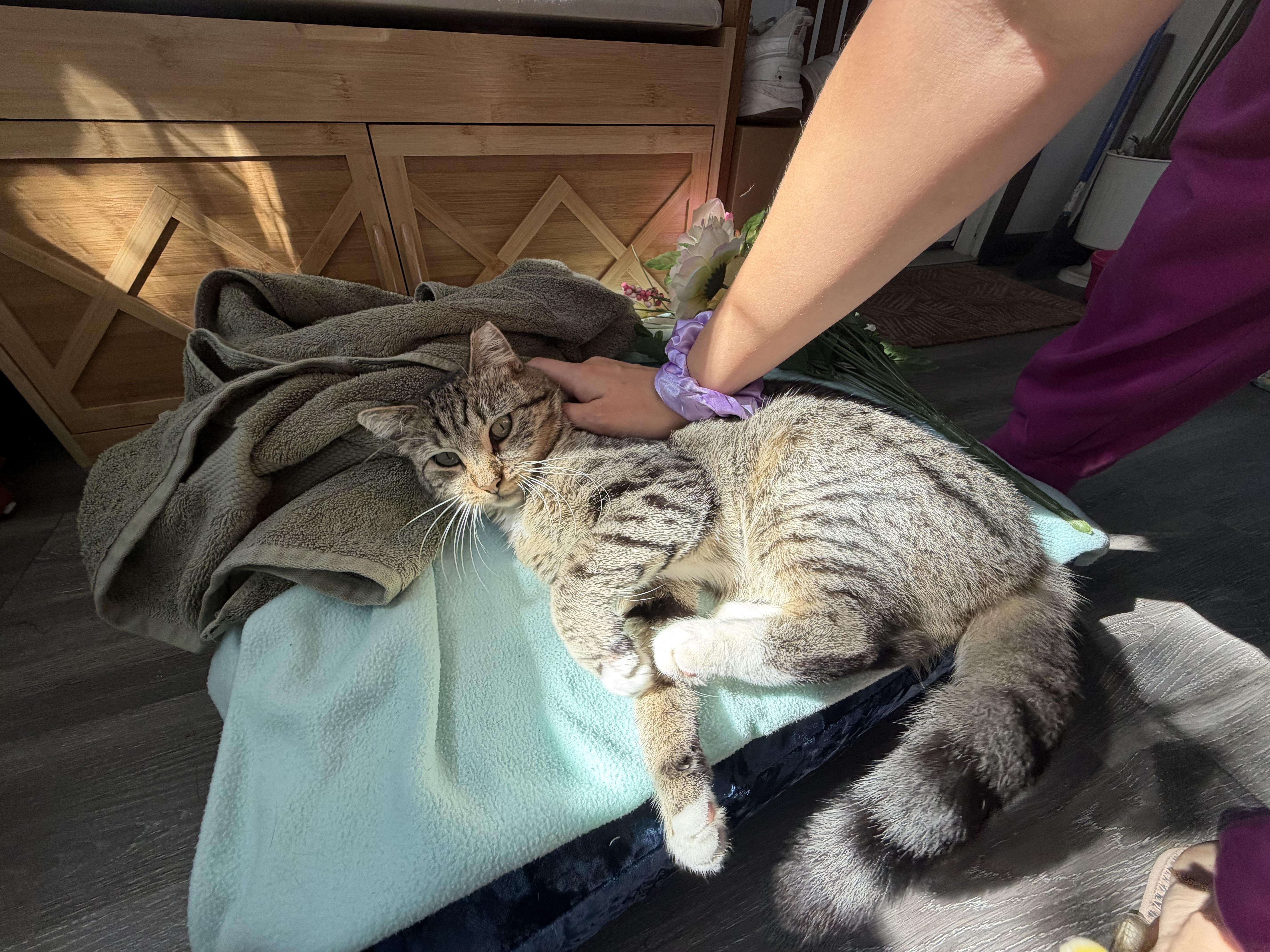 A young medium-sized female American Shorthair cat named Bunny for adoption in Jersey City, NJ