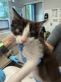 A baby small-sized female Domestic Medium Hair cat named Libra for adoption in Haw River, NC