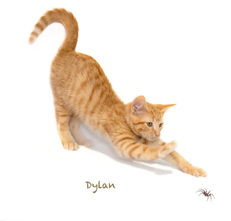 A baby small-sized male Domestic Short Hair cat named Dylan for adoption in Hot Springs Village, AR