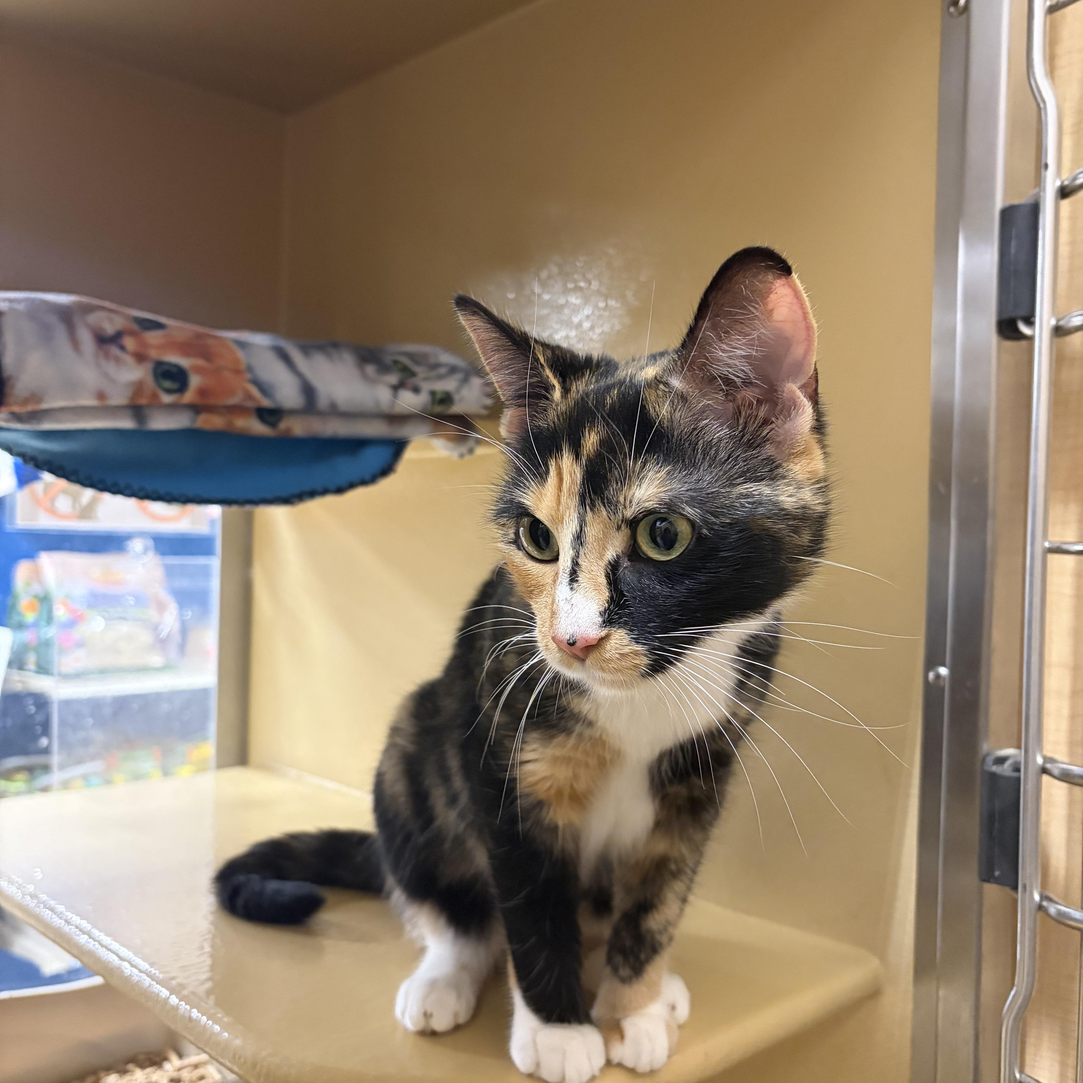 A young medium-sized female Calico Domestic Short Hair cat named Hestia for adoption in Worcester, MA