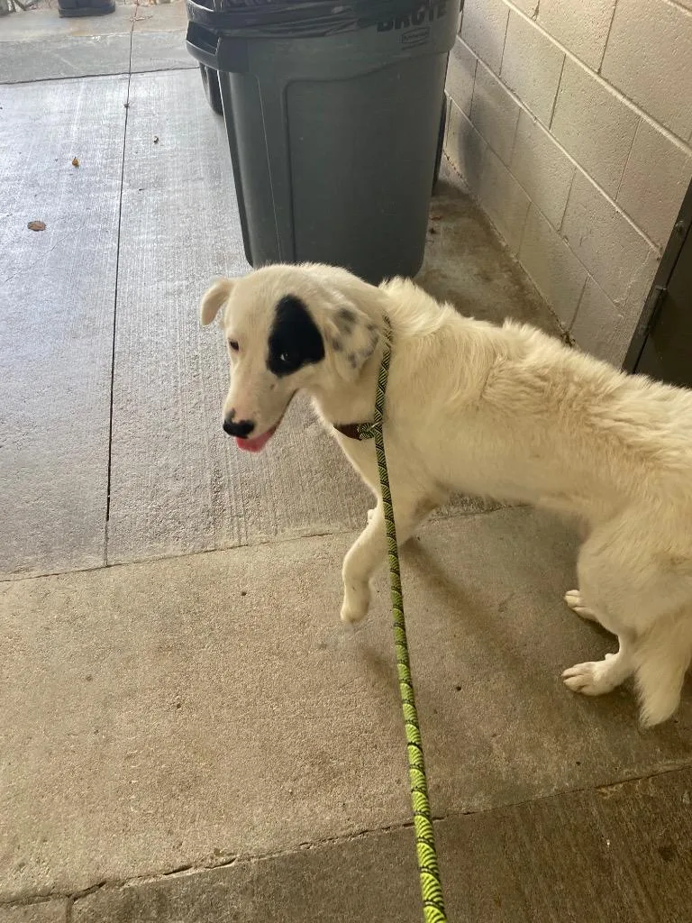 A young large-sized male Mixed Breed dog named Patch for adoption in Cartersville , GA