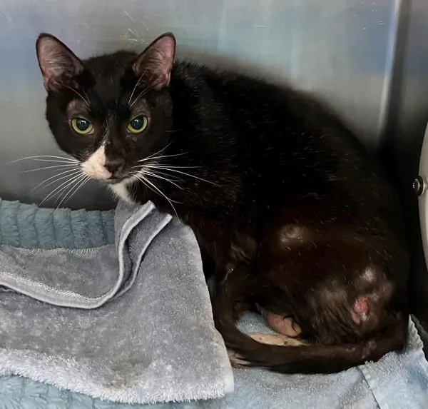 An adult medium-sized male Domestic Short Hair cat named Mickey Jr for adoption in Staten Island, NY