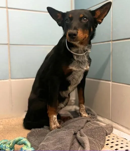 A baby large-sized female German Shorthaired Pointer dog named Canela for adoption in Houston, TX