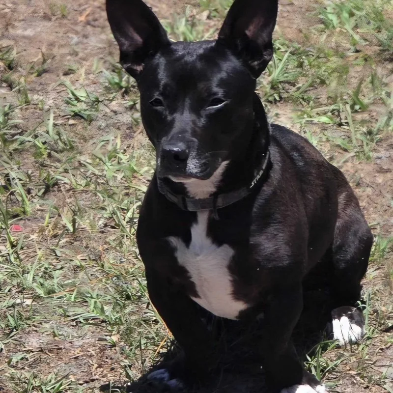 Yoda