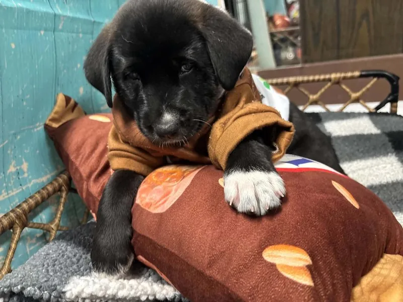 A baby large-sized male Mixed Breed dog named Snickers for adoption in Dorr, MI