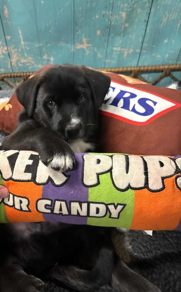 Snickers thumbnail 2