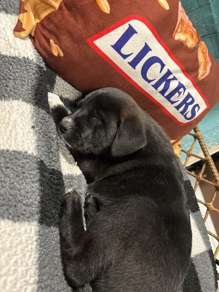 Snickers thumbnail 5