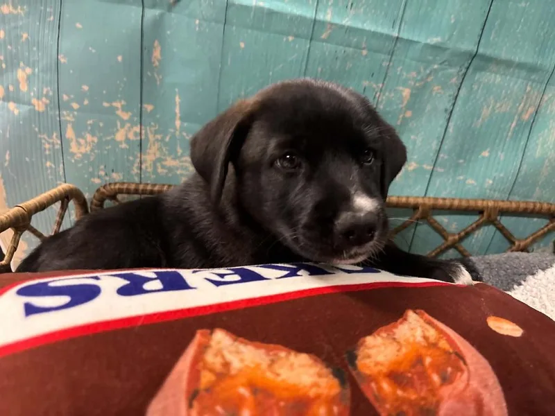 Snickers thumbnail 6