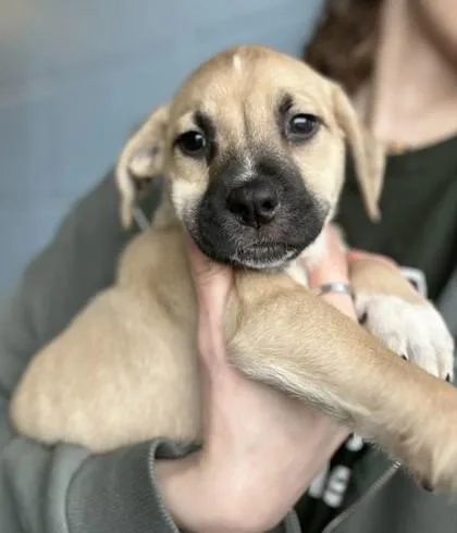 A baby large-sized male Mixed Breed dog named Doodle for adoption in Munster, IN