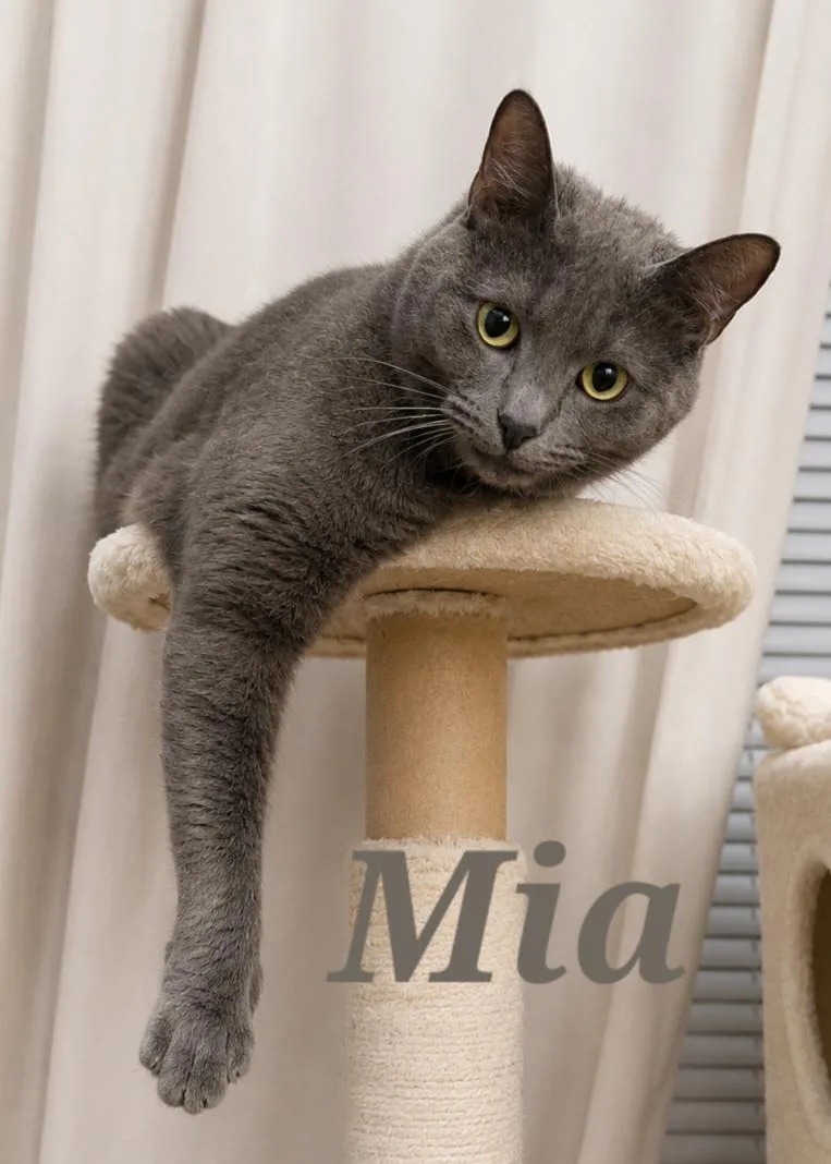 A young medium-sized female Gray / Blue / Silver Extra-Toes Cat / Hemingway Polydactyl cat named Mia for adoption in Monroeville, PA