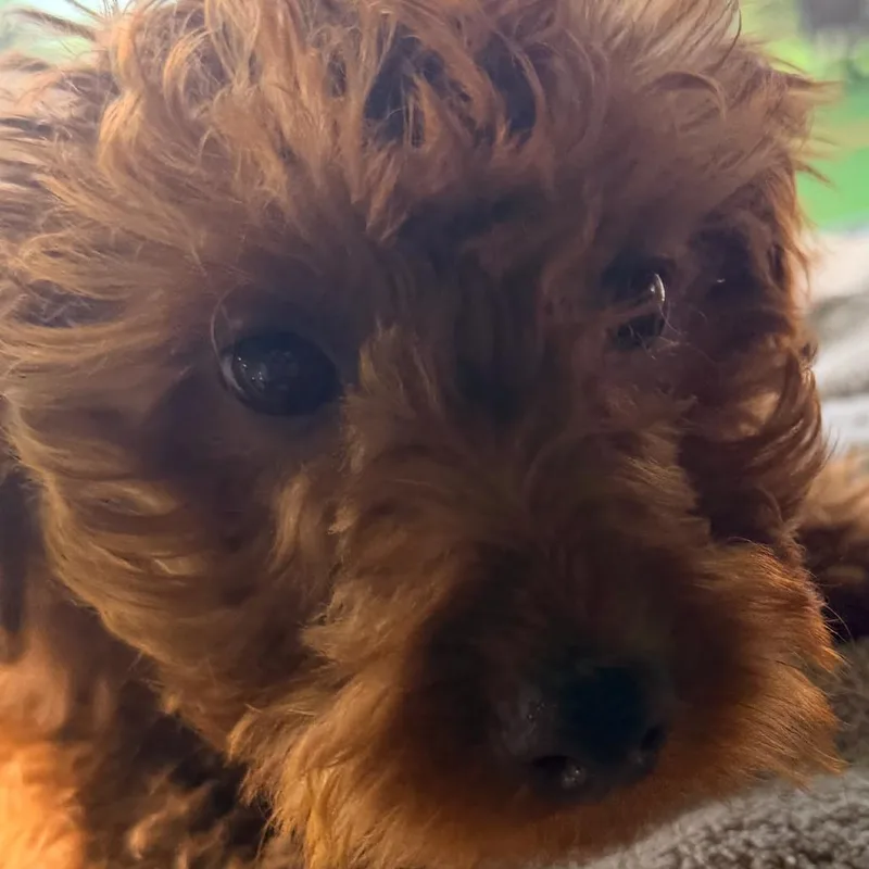 A baby small-sized male Red / Chestnut / Orange Poodle dog named Charlie for adoption in The Colony, TX