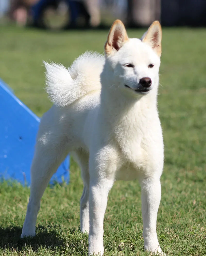 A young small-sized female White / Cream Klee Kai dog named Halo for adoption in Temple, TX