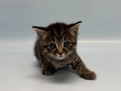 A baby small-sized female Domestic Short Hair cat named Rainy for adoption in Golden Valley, MN