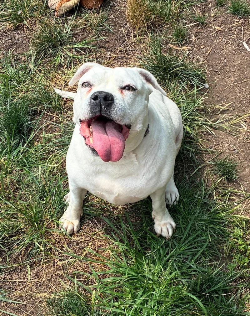 An adult large-sized female Pit Bull Terrier dog named Luci for adoption in Philadelphia, PA