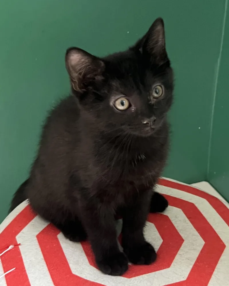 A baby medium-sized female Black Domestic Short Hair cat named Nessie for adoption in Breinigsville, PA