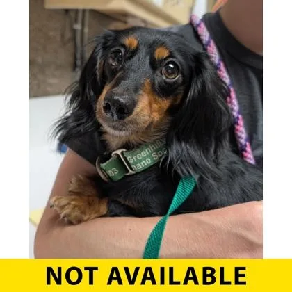 A young small-sized female Dachshund dog named Anelli for adoption in Eugene, OR