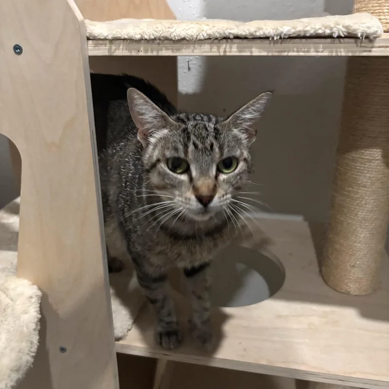 A young medium-sized female Brown / Chocolate Domestic Short Hair cat named Lilia for adoption in Bulverde, TX