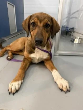An adult medium-sized female Coonhound dog named September for adoption in Mount Pleasant, IA