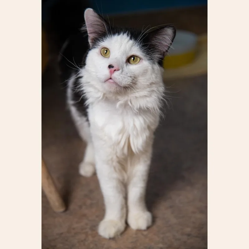 An adult medium-sized male White Domestic Medium Hair cat named Mr. Bojangles for adoption in Palm Springs, CA