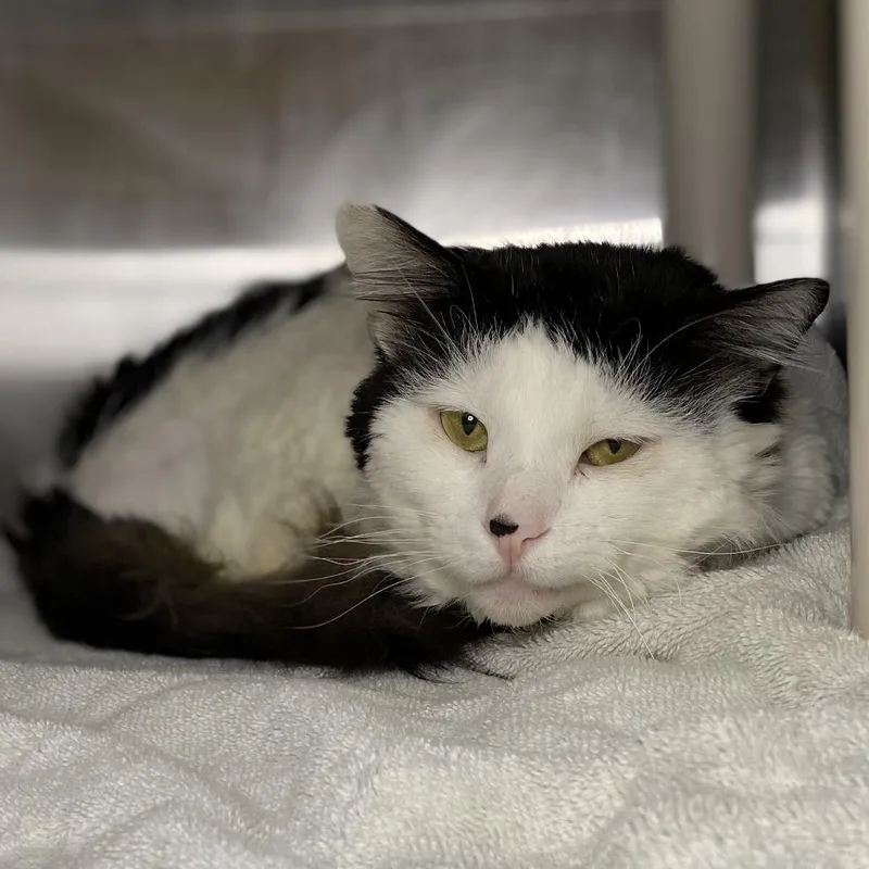 Mr. Bojangles thumbnail 2