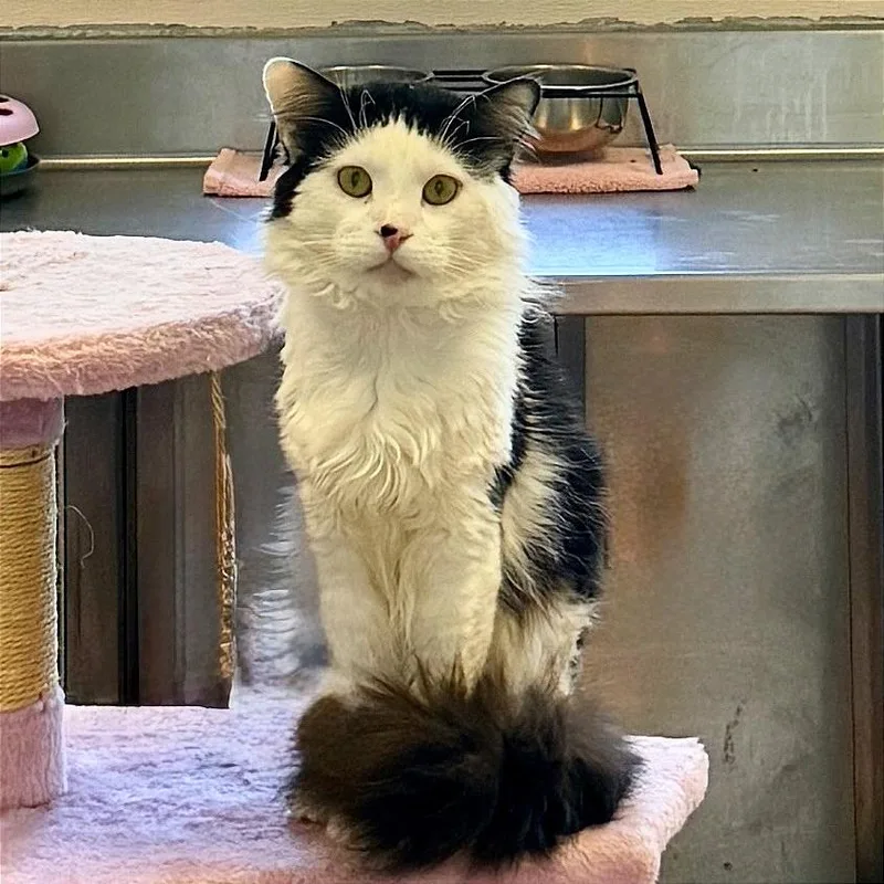 Mr. Bojangles thumbnail 3