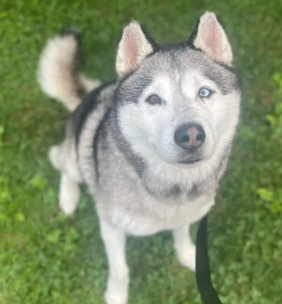 An adult medium-sized male Black Husky dog named Bowie for adoption in TEMECULA, CA