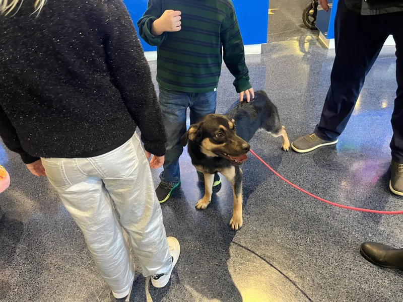 A young medium-sized female Bicolor Shepherd dog named Paisley for adoption in Poolesville, MD