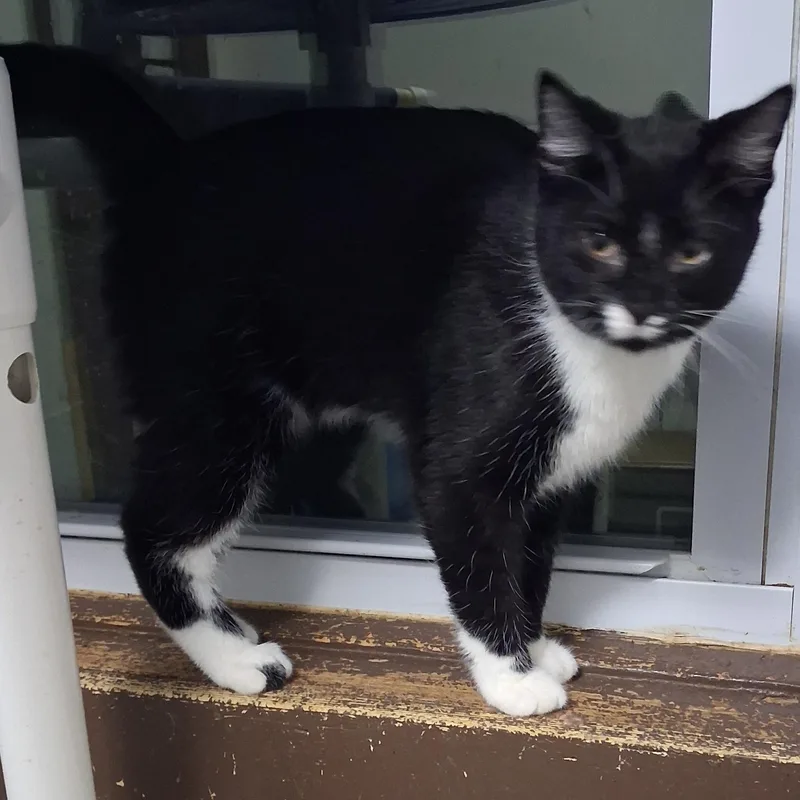 A baby medium-sized male Black & White / Tuxedo Domestic Short Hair cat named Bluey for adoption in Iowa Falls, IA