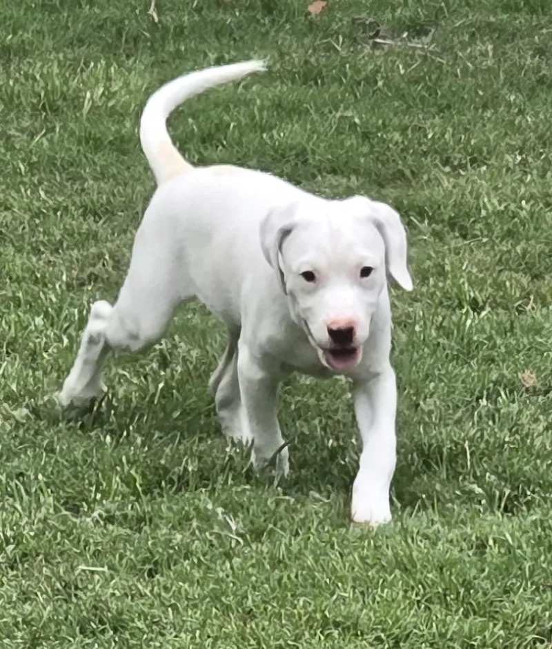 A baby medium-sized male Yellow / Tan / Blond / Fawn Labrador Retriever dog named Tux for adoption in Medfield, MA