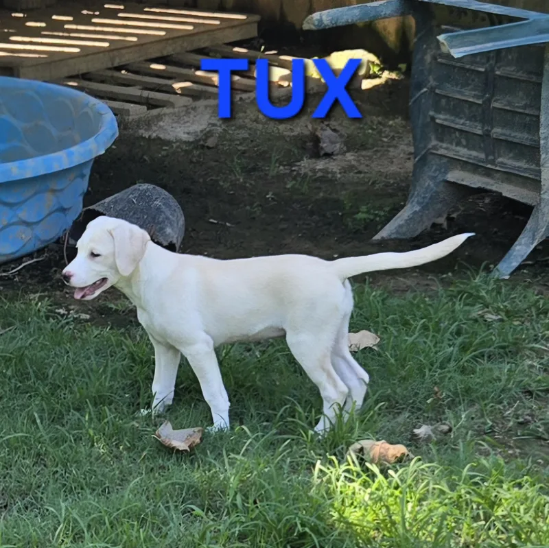 Tux thumbnail 5