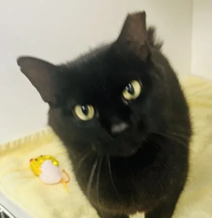 An adult large-sized female Domestic Short Hair cat named Luna for adoption in Savannah, GA