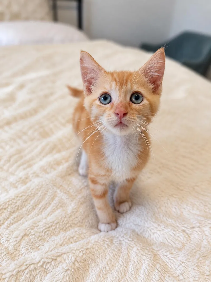 A baby medium-sized male Tabby (Orange / Red) Domestic Short Hair cat named Mac C for adoption in Fresno, CA