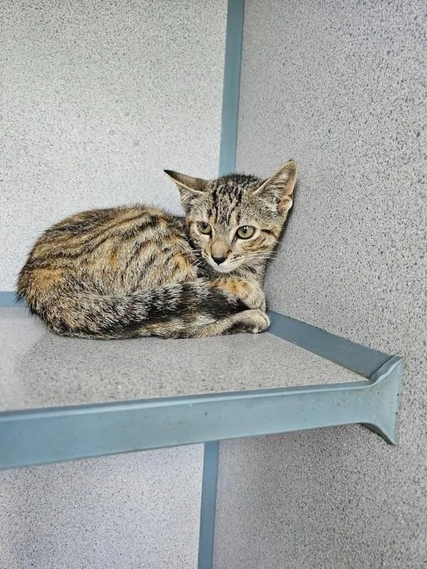 A baby small-sized female Domestic Short Hair cat named Clover for adoption in Skillman, NJ