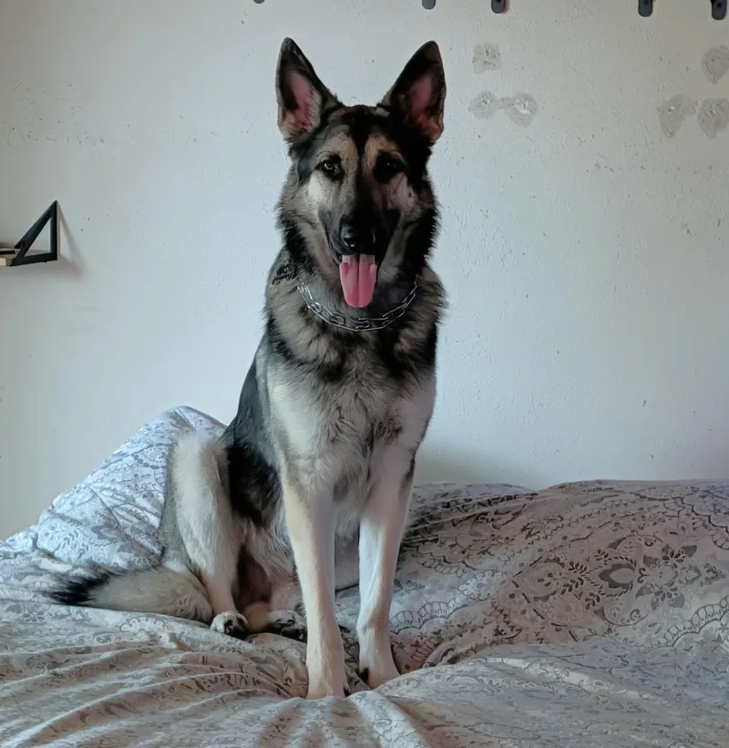 An adult large-sized male German Shepherd Dog dog named Indy for adoption in Dallas, TX