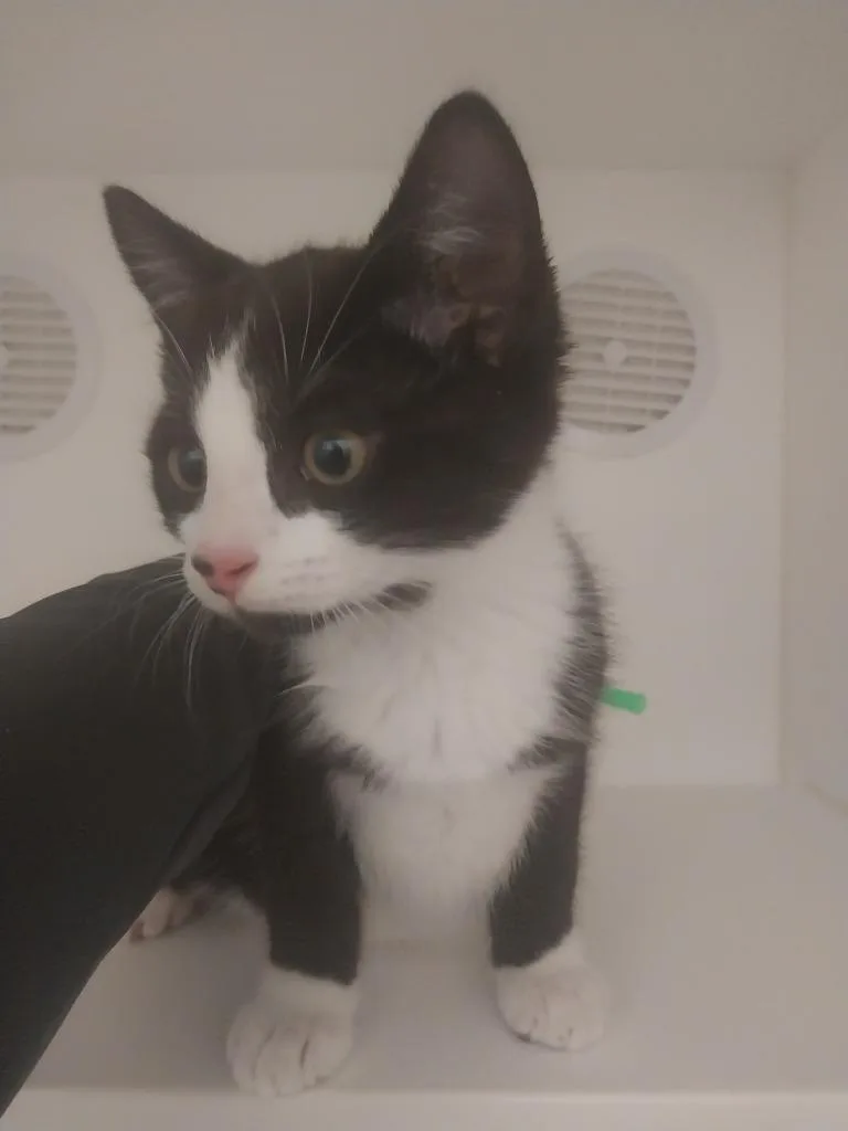 A baby small-sized male Domestic Short Hair cat named Stone for adoption in Oxford, NC