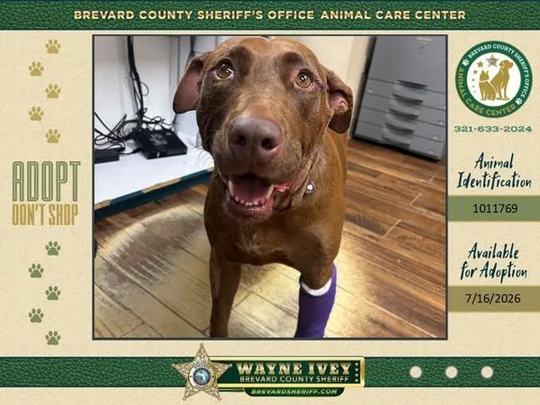 An adult medium-sized female Mixed Breed dog named Big Dixie for adoption in Melbourne, FL