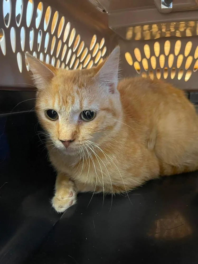 A young small-sized male Domestic Short Hair cat named Cricket for adoption in Bolivar, MO